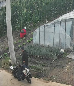 ​偷菜！山东一夫妻在村民临街菜园疯狂偷白菜，网友：让他俩火