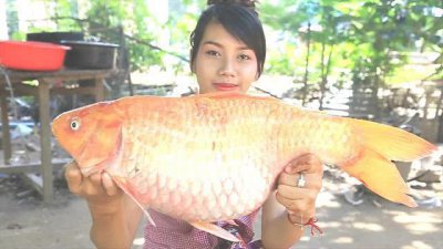 ​朋友送美女条15斤的“大肚鱼”，嫌鱼奇怪不想要，切开后很惊喜