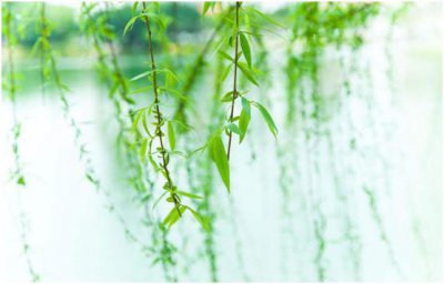 ​植物简笔画：柳树绘画教程一步步教学，如何画出一颗春天的柳树？