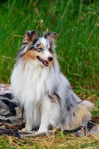 ​“全球最聪明的10种犬：第一名智商惊人，相当于人类7岁儿童”