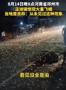 邓州罕见蜉蝣大爆发,一夜之后又集体死亡,是天气突变的征兆吗?
