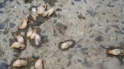 ​青岛海域遭“白泥蚂”入侵！这到底是啥生物，为何渔民谈之色变？