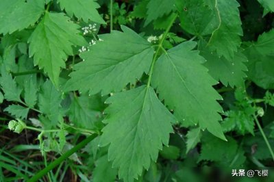10种东北特色山野菜,你吃过几个?