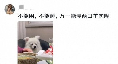 真是谁旅游谁困,第一次在狗狗脸上看到了困意。评论区笑不活了