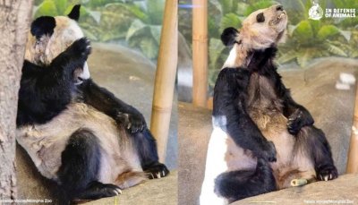 被“虐待”的丫丫还没回家!为什么还要给美国送新的熊猫?