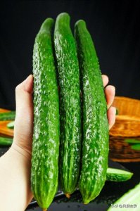 ​全国哪的“黄瓜”最好吃？经过评选，这10个地方上榜，有你家乡吗