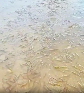​广东一海滩突然涌现大量海虾？原作者辟谣：1年前发的，当时是虾塘在放水，并